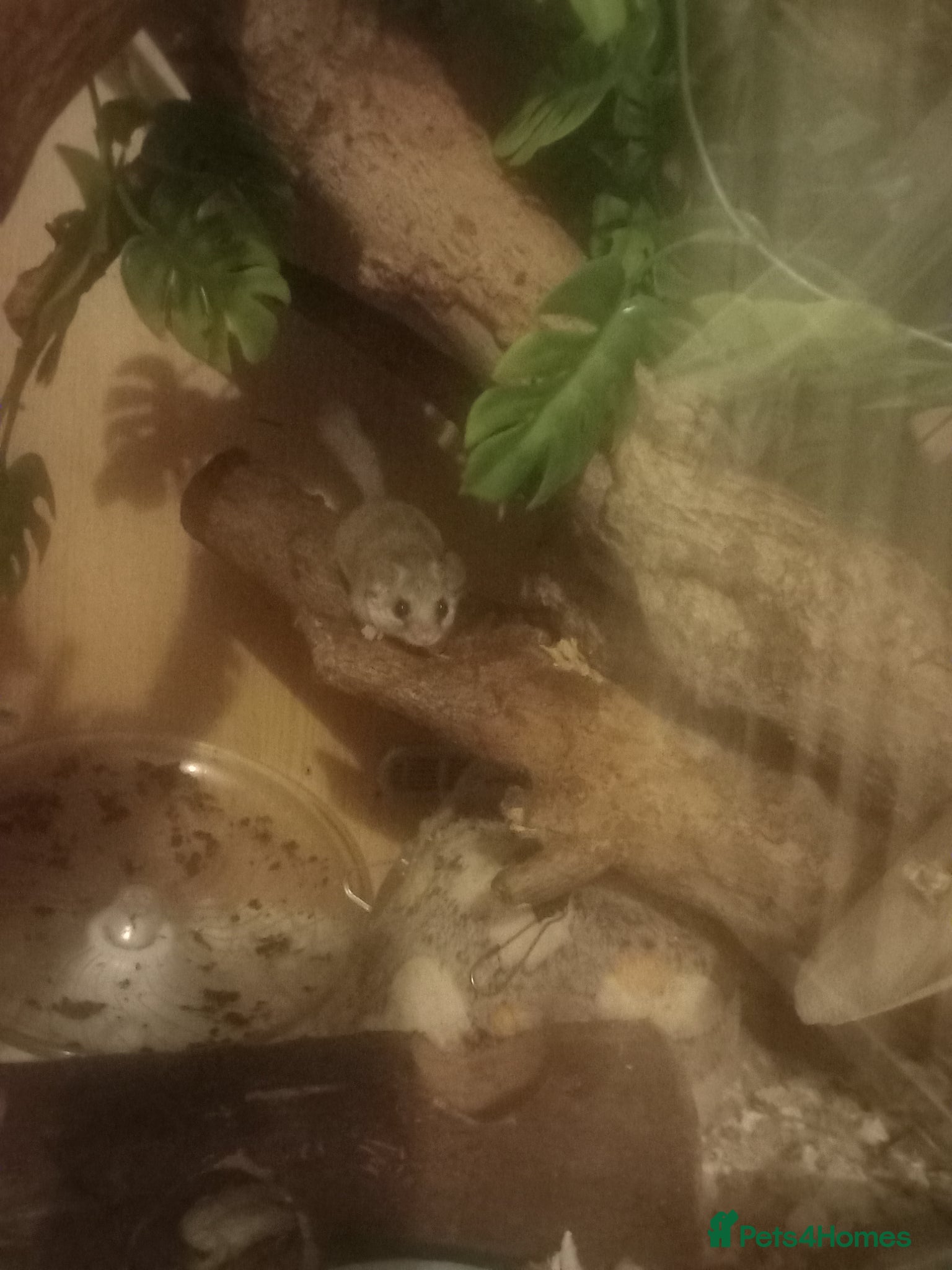 Mouse rodents 3 African pygmy dormice (Micro squirrels) - Advert 1