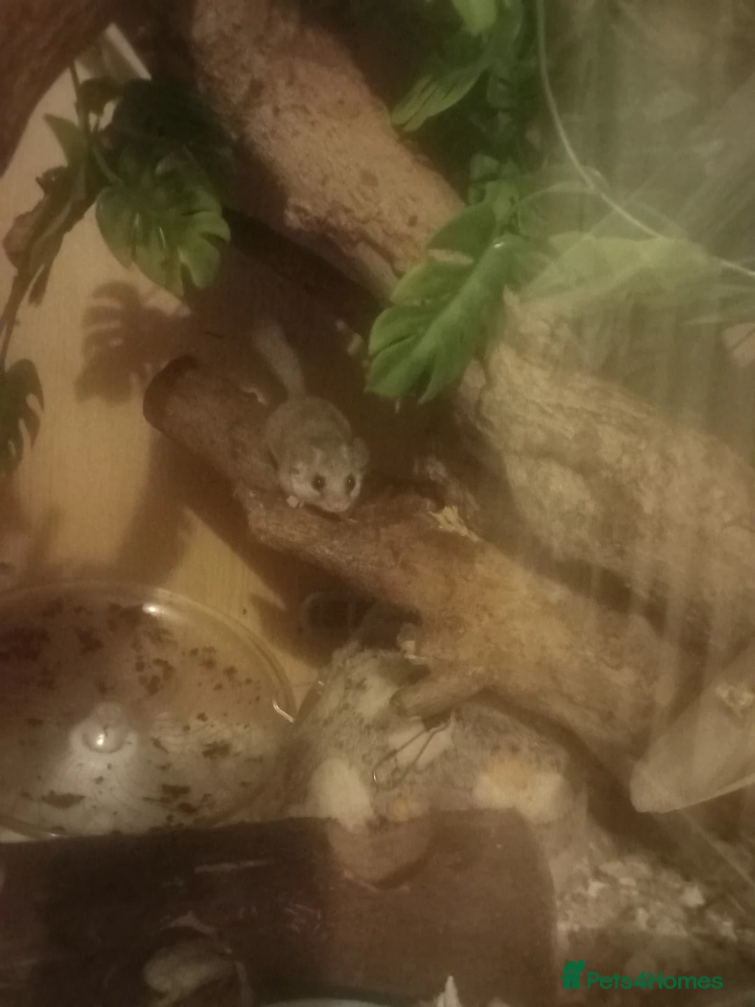 Mouse rodents for sale: 3 African pygmy dormice (Micro squirrels) in Tenbury Wells - Advert 1