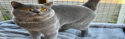 British Shorthair cats for sale: Two blue girls available - Advert 5