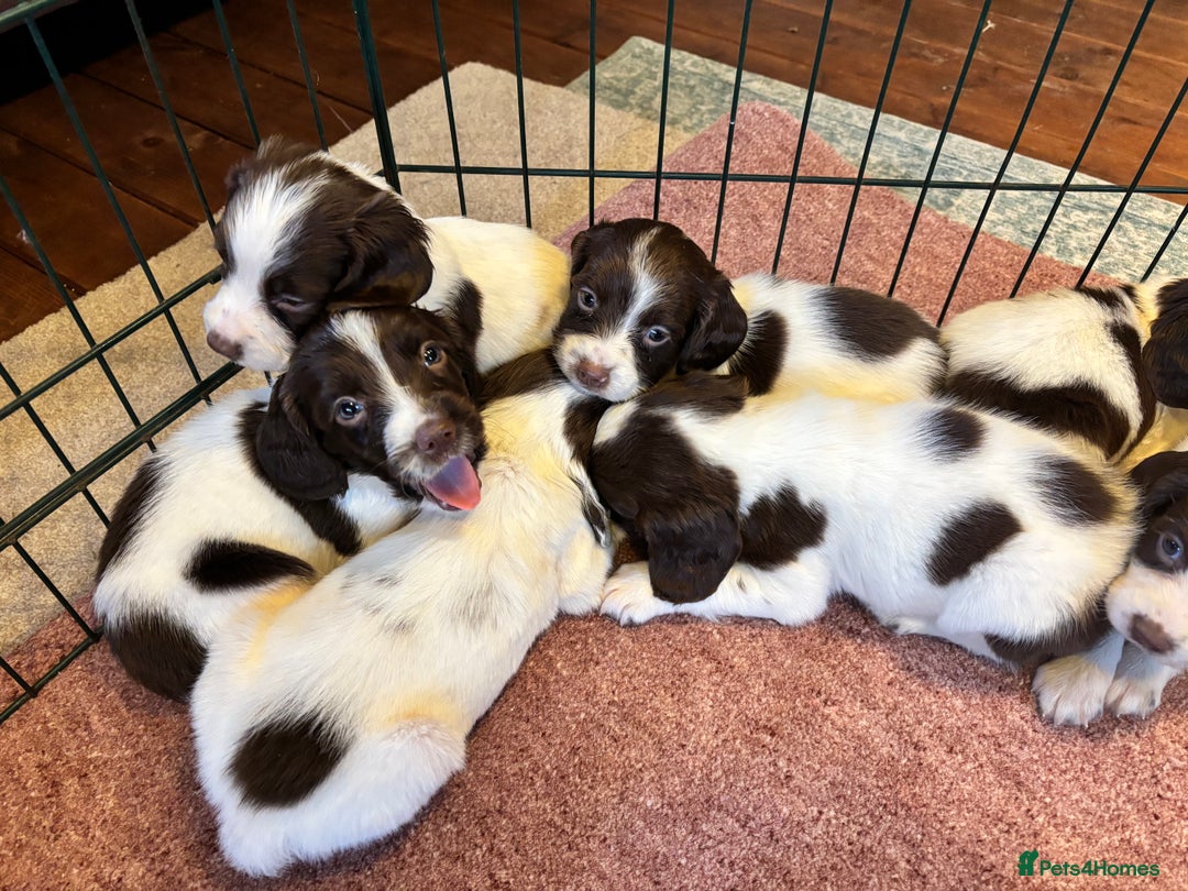 English Springer Spaniel dogs for sale: Beautiful Springer spaniel puppies  - Image 5