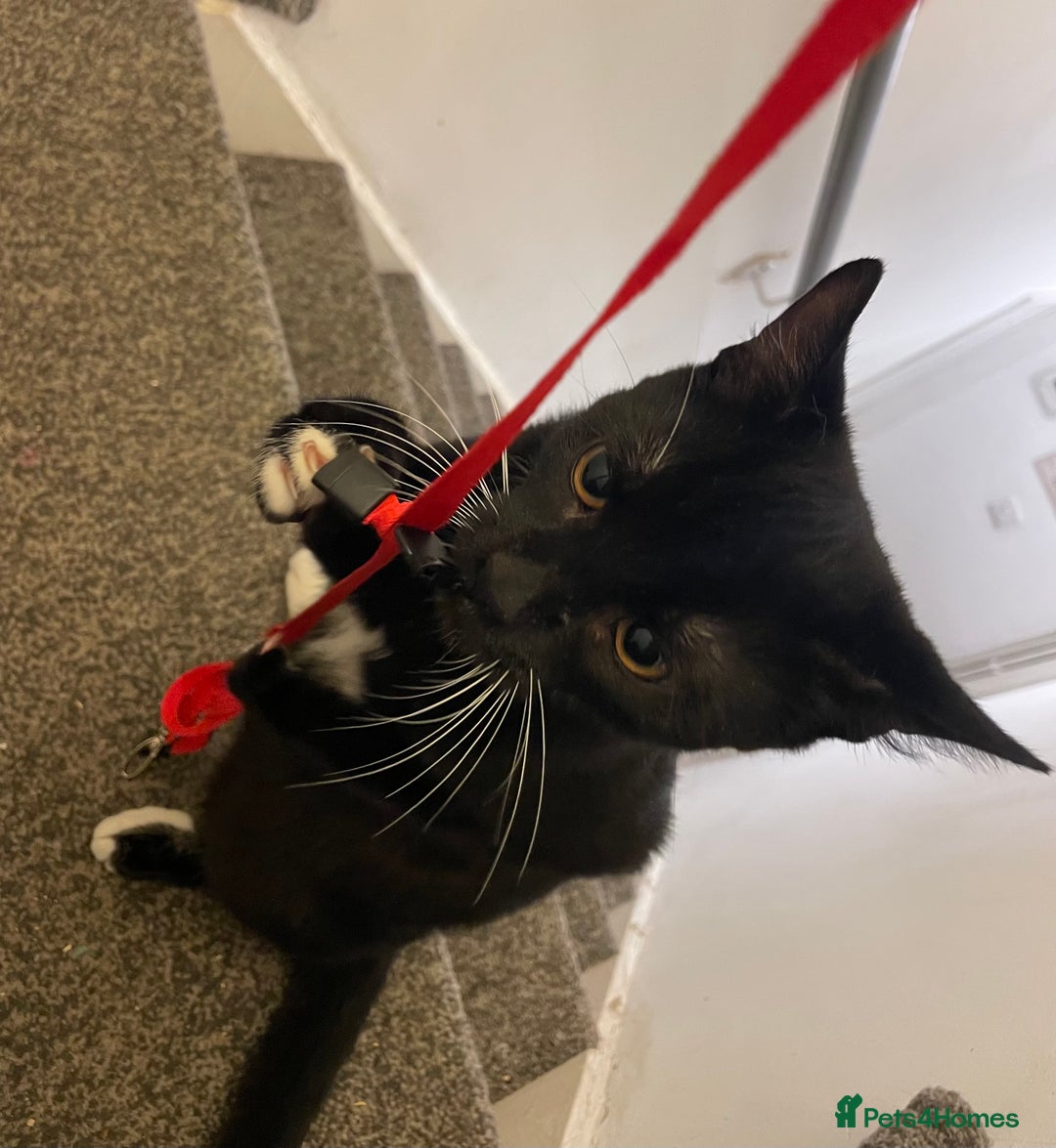 Mixed Breed cats for sale: *Free££* Beautiful brothers looking loving home - Advert 8