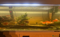 Fancy Goldfish fish for sale: Full fish tank set up - Advert 9