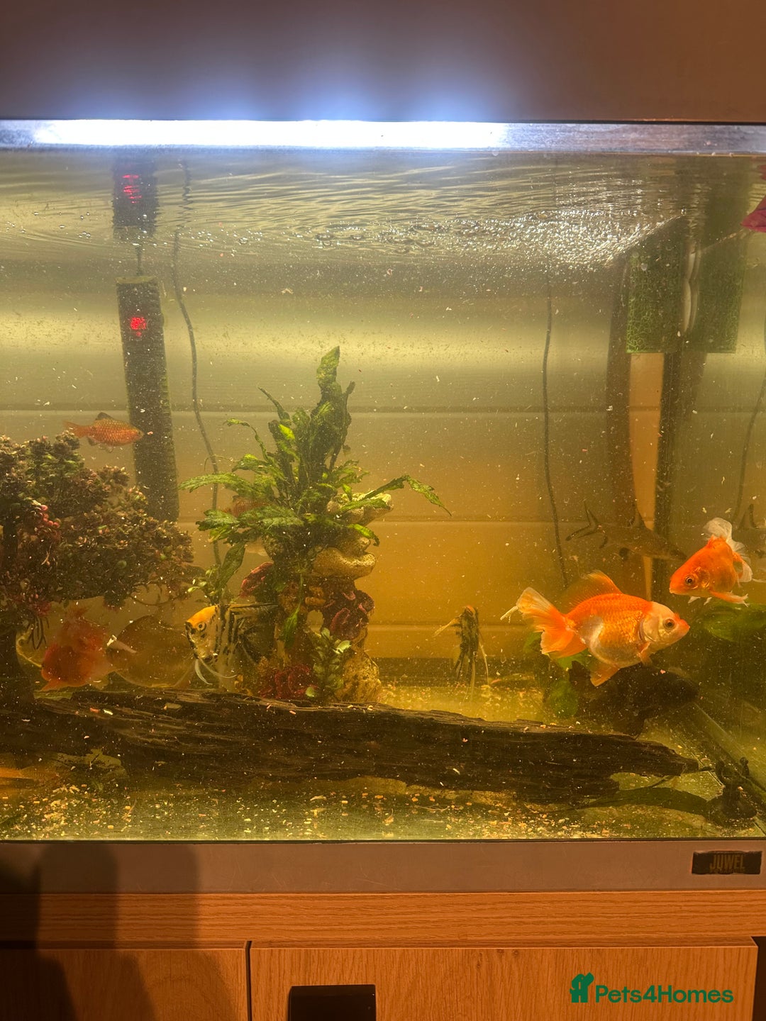 Fancy Goldfish fish for sale: Full fish tank set up - Advert 9