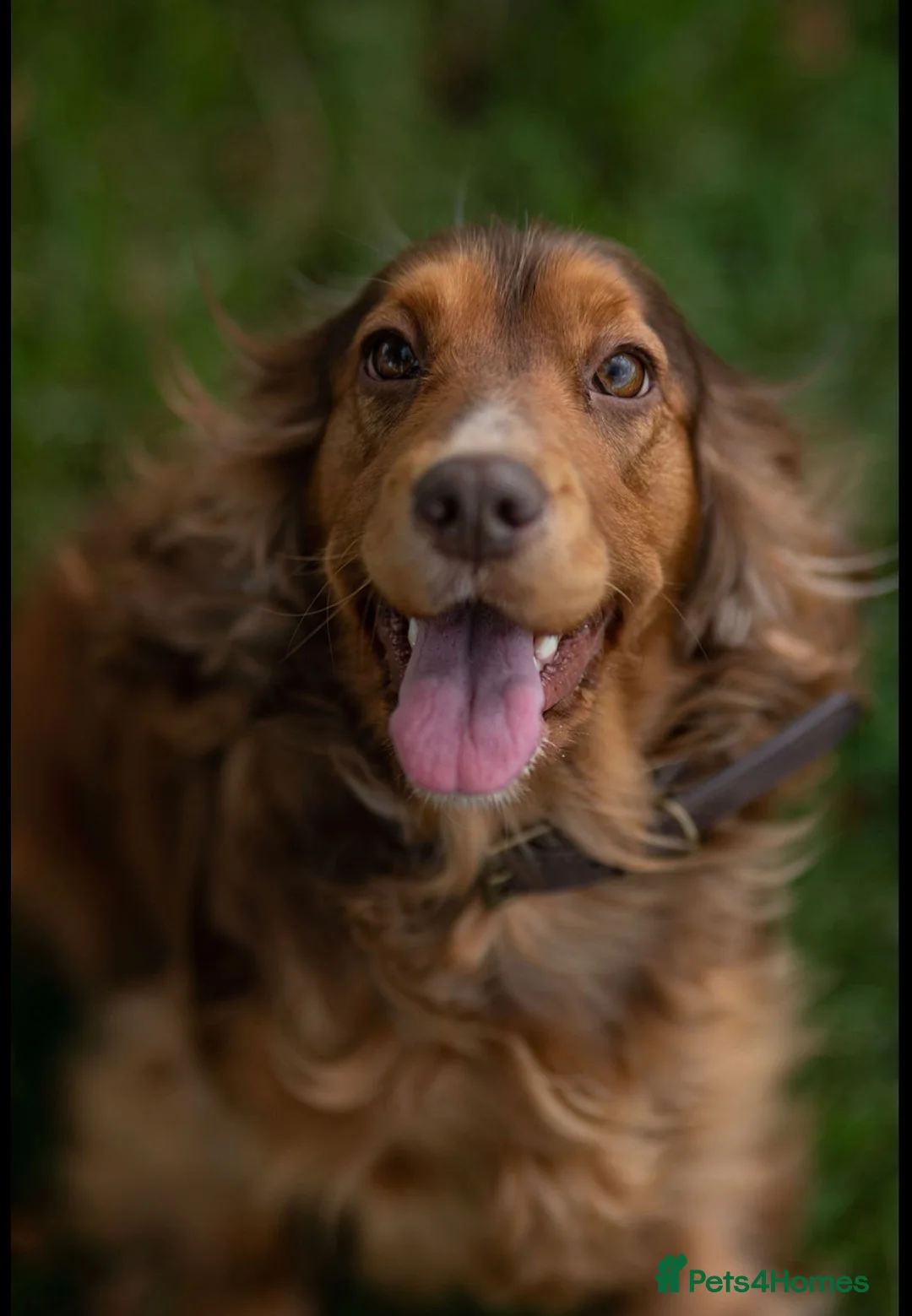 Cocker Spaniel dogs for sale: Cocker Spaniel Puppies Ready for Loving Homes in Spalding - Advert 1