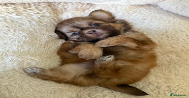 Shih Tzu dogs - Advert 4