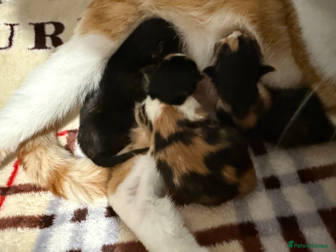 Domestic Shorthair cats for sale: Our beautiful Girl has had a litter of 3  - Image 10