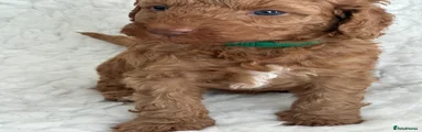 Australian Labradoodle Golden Girl