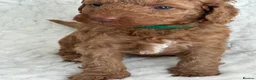 Australian Labradoodle dogs for sale: *Reduced* Australian labradoodle girl  - Advert 16