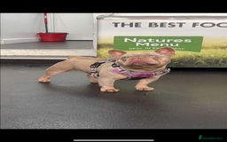 French Bulldog dogs for sale: French bulldog puppies  - Image 2