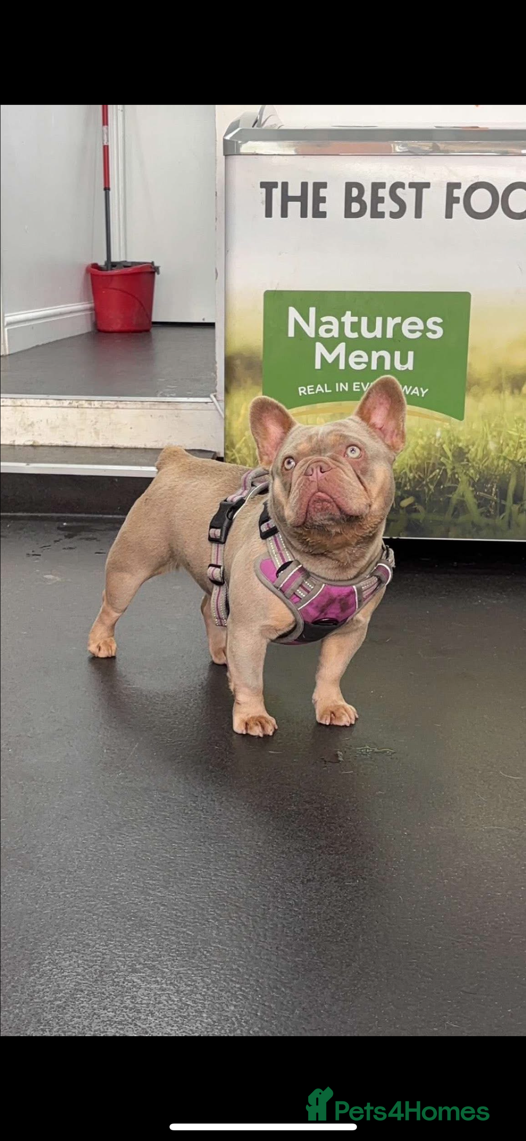 French Bulldog dogs for sale: French bulldog puppies  - Image 2