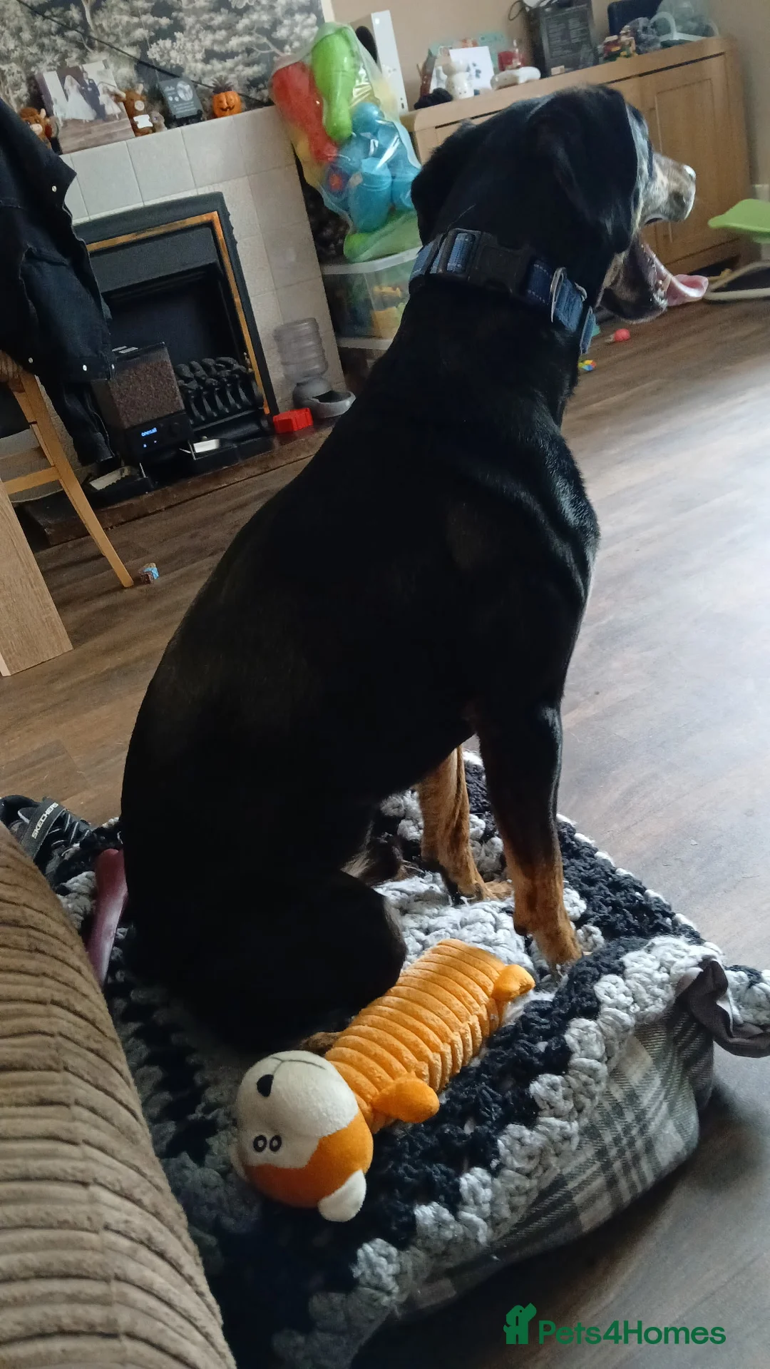 Mixed Breed dogs for sale: 2 year old Male Beagle cross Pincher - Advert 2