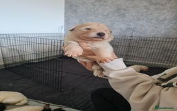 German Shepherd dogs for sale: German shepherd puppies  - Image 5