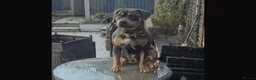 Staffordshire Bull Terrier dogs for stud: Blue Tri Staffordshire bull terrier staffy - Advert 3