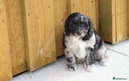 Cavapoo dogs for sale: F1 Cavapoo puppies for sale - Image 14