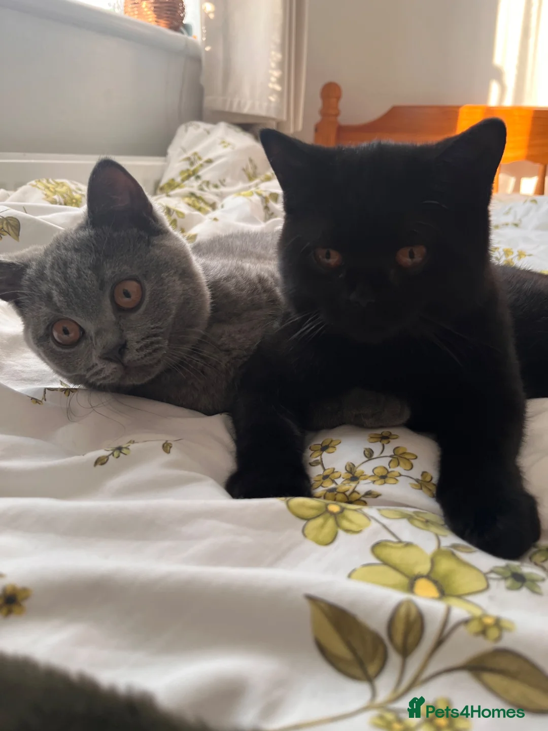 British Shorthair cats for sale: Purebred Brtish Shorthair - Advert 2