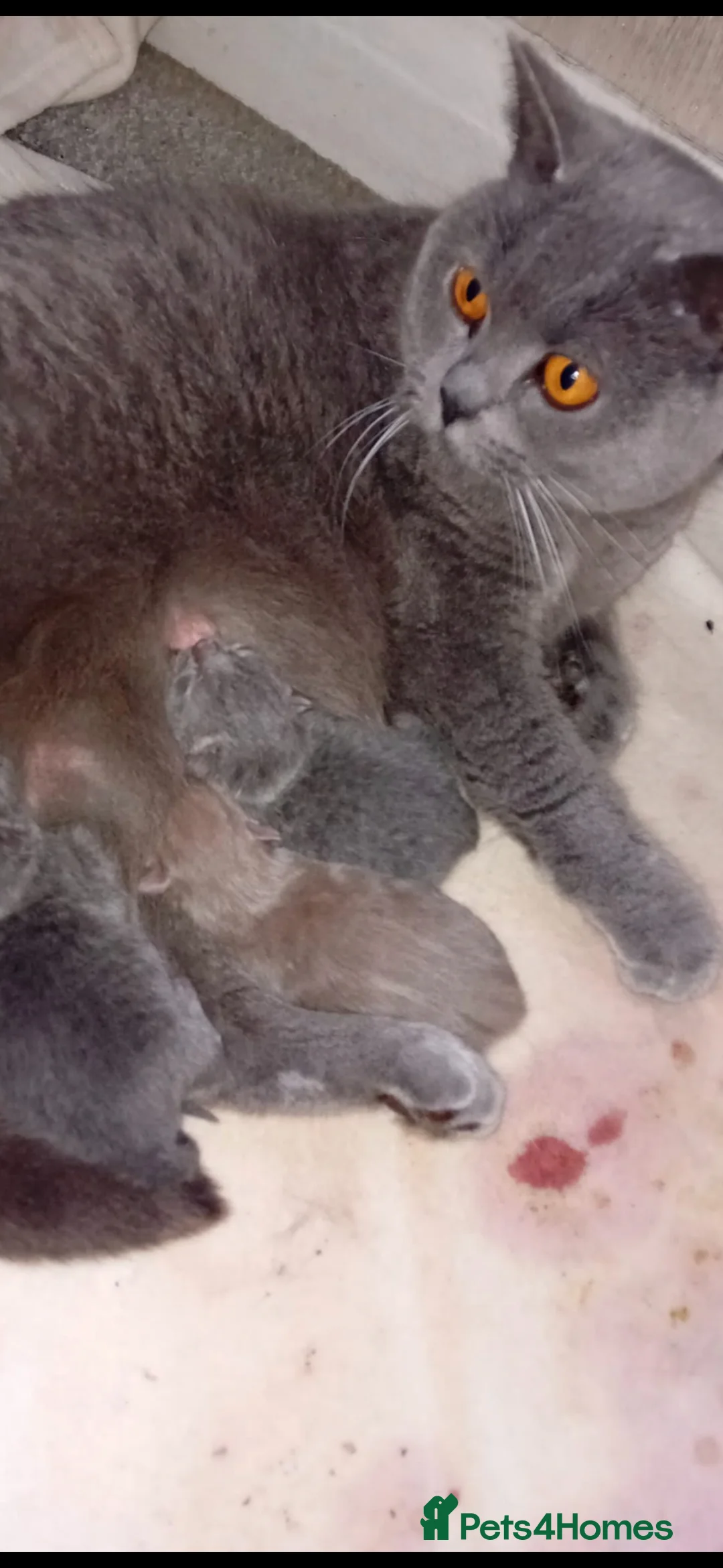 British Shorthair cats for sale: I have 2 beautiful kittens  - Advert 2