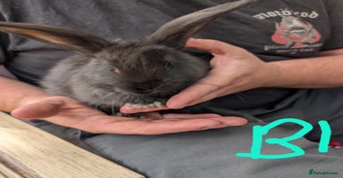 Continental Giant rabbits - Advert 5