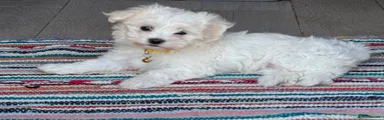 Maltese 1