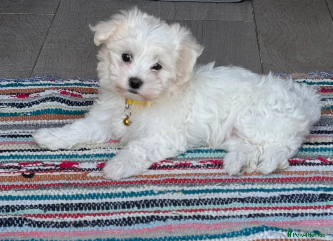Maltese dogs for sale: My little girl - Advert 2