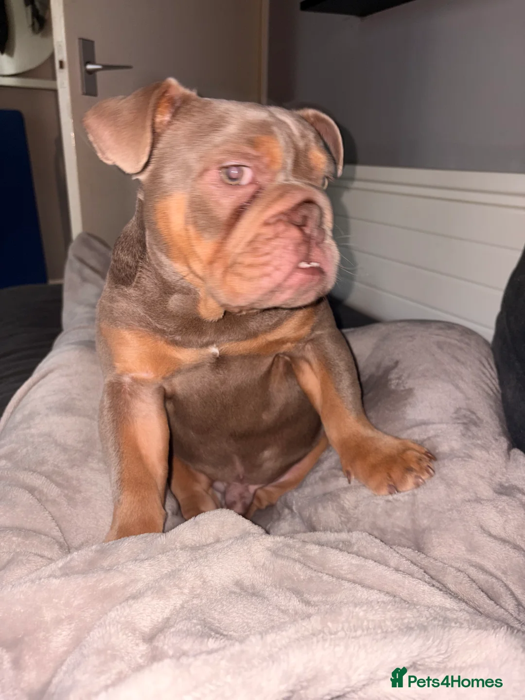 English Bulldog dogs for sale: English bulldog  - Advert 4