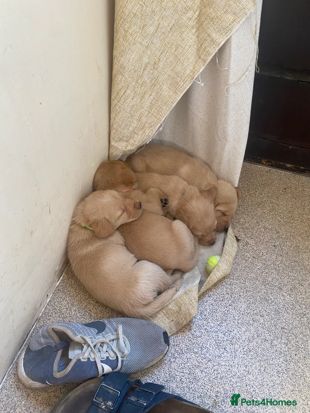 Labrador Retriever dogs for sale: * SOLD * Stunning litter of 9 golden labradors  - Advert 18