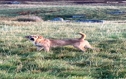 Mixed Breed dogs for sale: Lab pointer X - Image 1