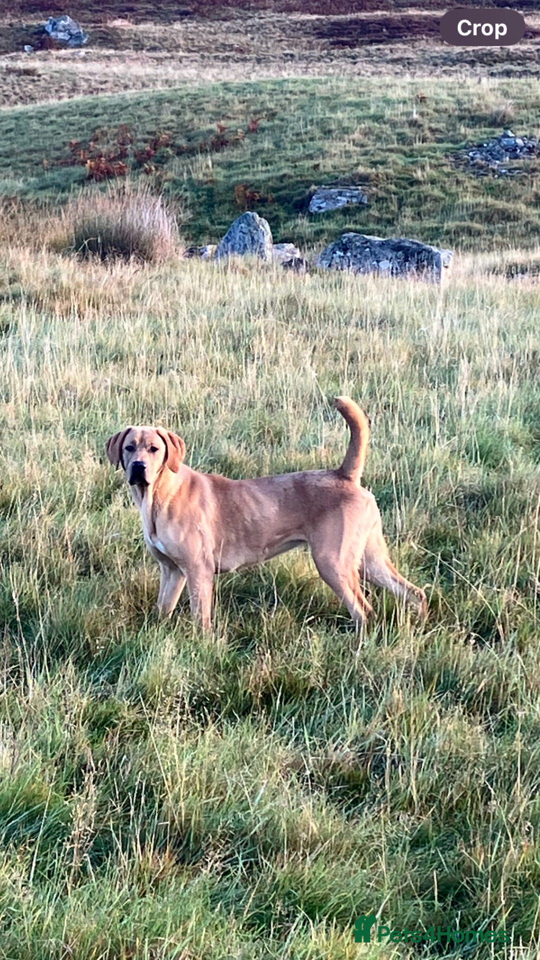 Mixed Breed dogs for sale: Lab pointer X - Image 1