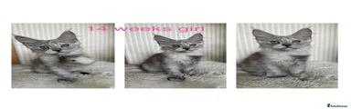 Maine Coon 5