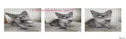 Maine Coon cats for sale: Stunning Mainecoon kittens  - Advert 4