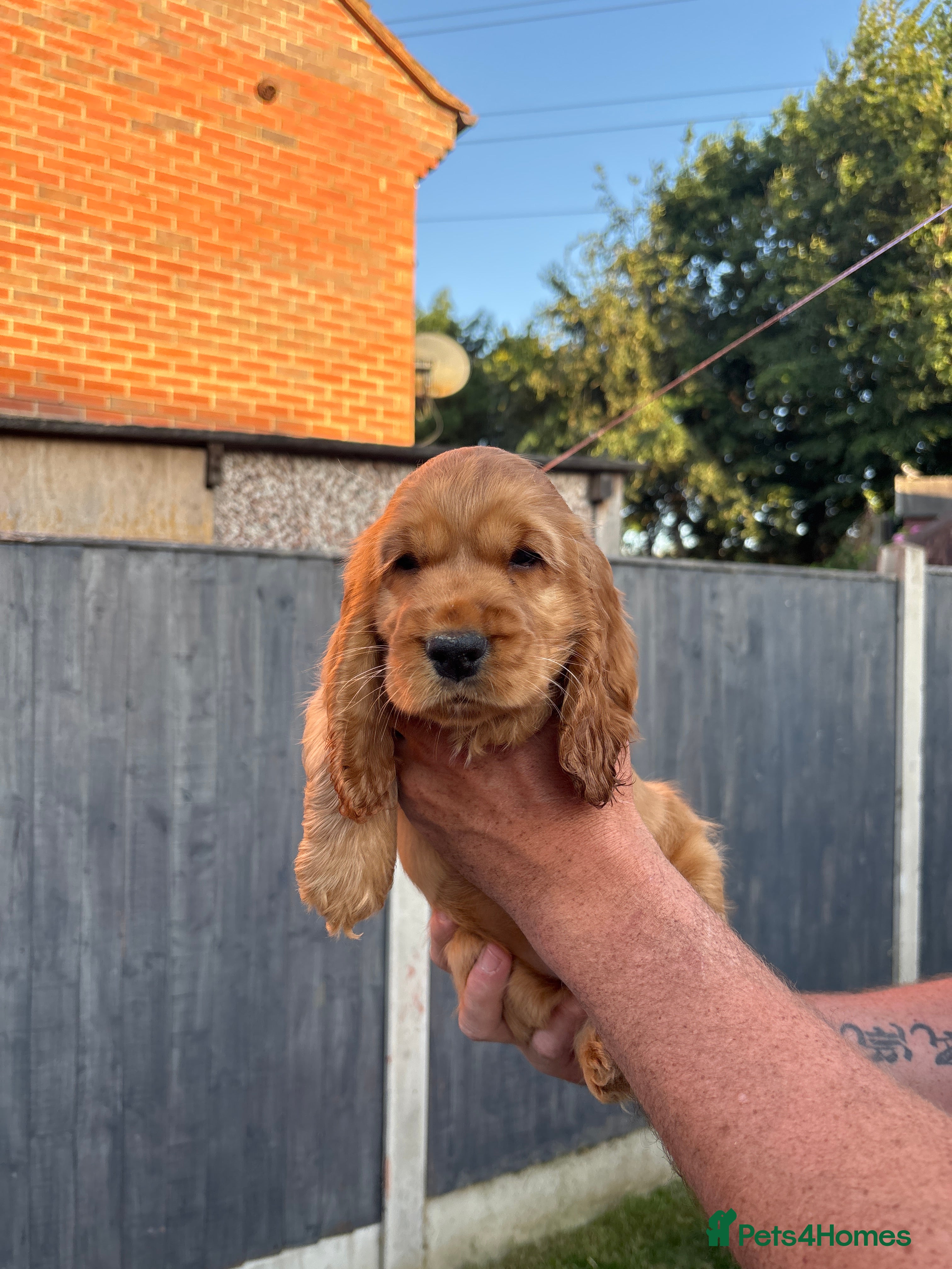 Cocker Spaniel dogs KC SHOW COCKER SPANIEL PUPS GOLDEN - Advert 2