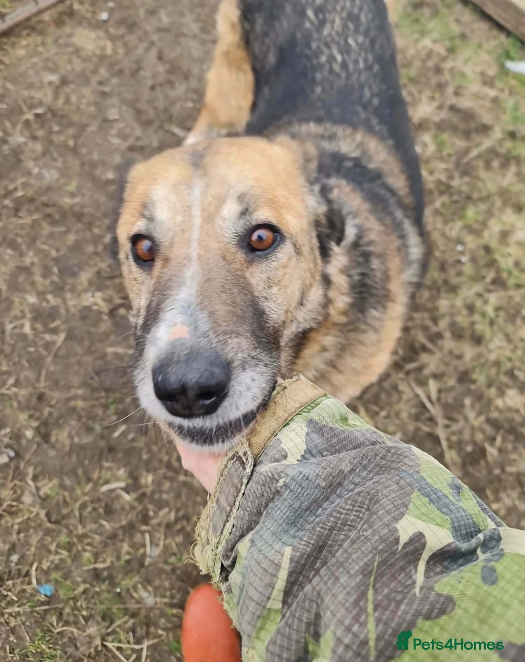 Mixed Breed dogs for adoption: Nantosuelta in Jedburgh - Advert 1