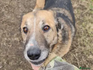 Mixed Breed dogs Nantosuelta - Advert 7