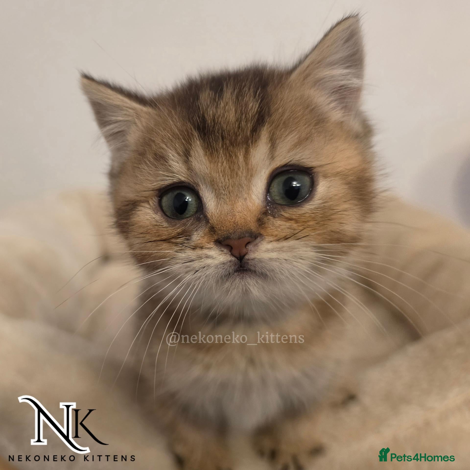 British Shorthair cats 2 Left GCCF British Shorthair Babies Ready Soon 🐱 - Advert 13