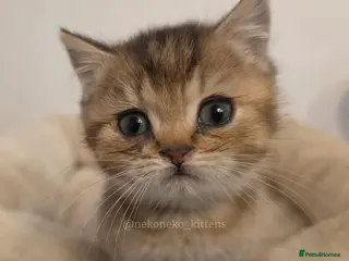 British Shorthair cats 2 Left GCCF British Shorthair Babies Ready Soon 🐱 - Advert 13
