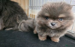 Pomeranian dogs for sale: True to type blue and chocolate boy - Image 15