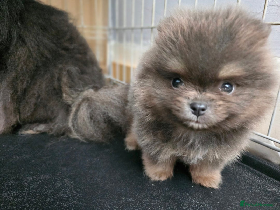 Pomeranian dogs for sale: True to type blue and chocolate boy - Image 15