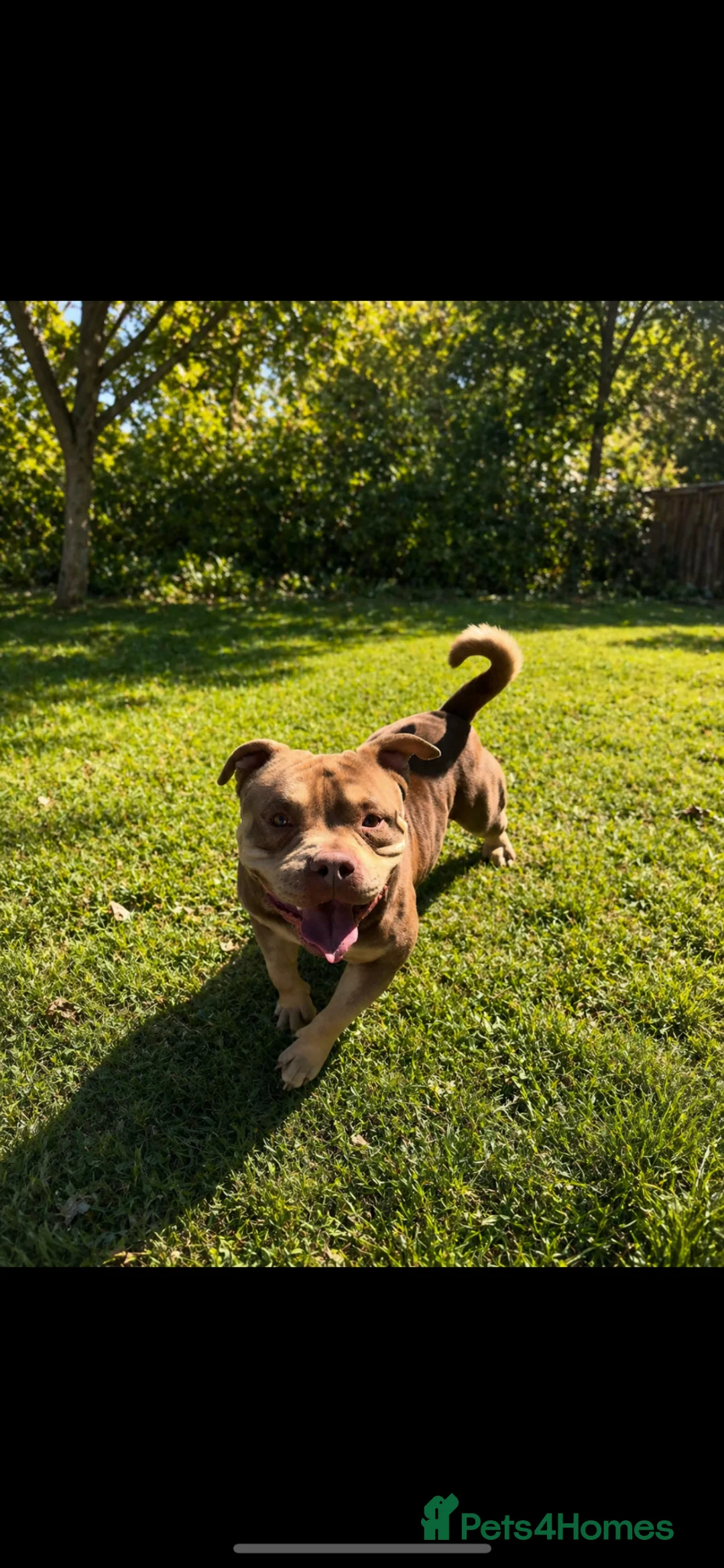 Mixed Breed dogs for sale: Adorable Frenchie x Pocket Bully Pups  - Advert 2