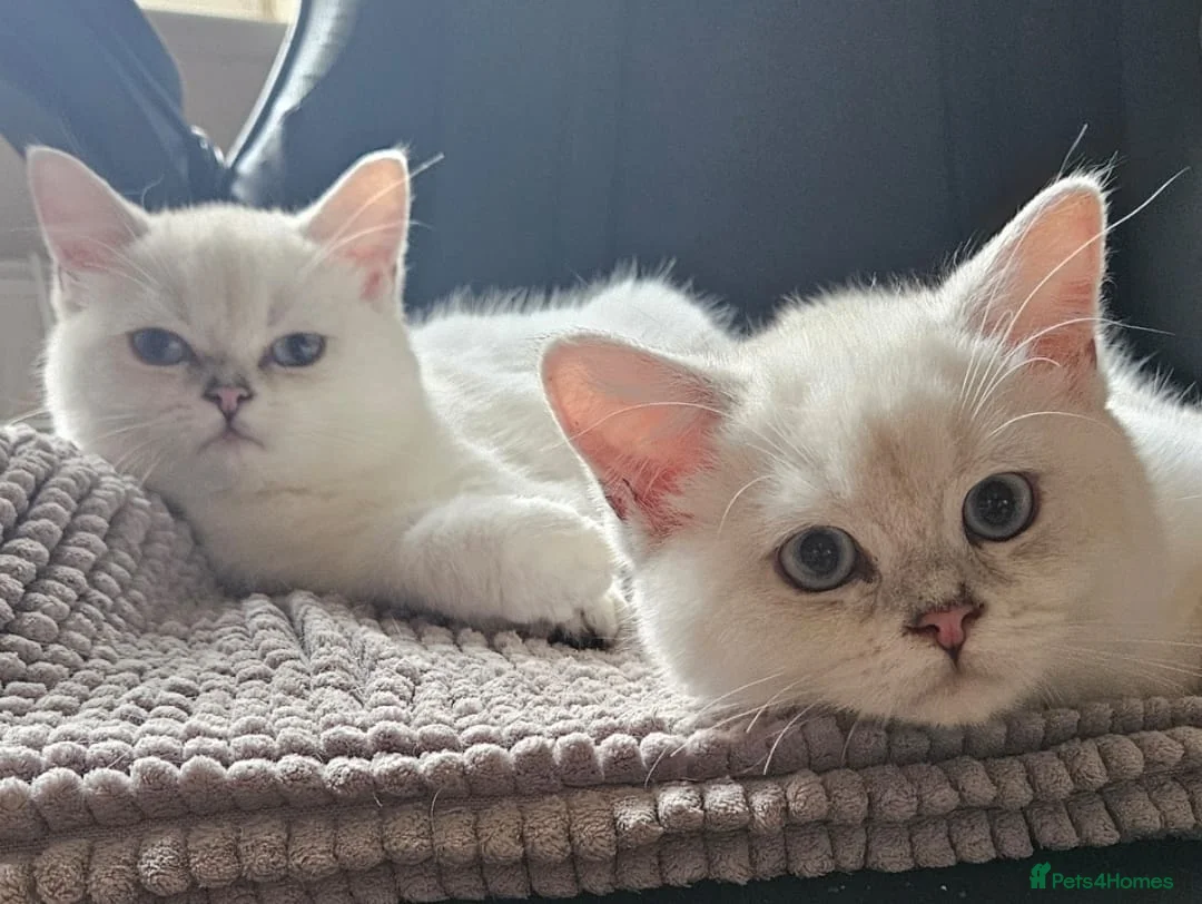 British Shorthair cats for sale: ✨Outstanding Quality British Shorthair Kittens✨ - Advert 1