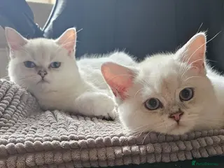 British Shorthair cats ✨Outstanding Quality British Shorthair Kittens✨ - Advert 5