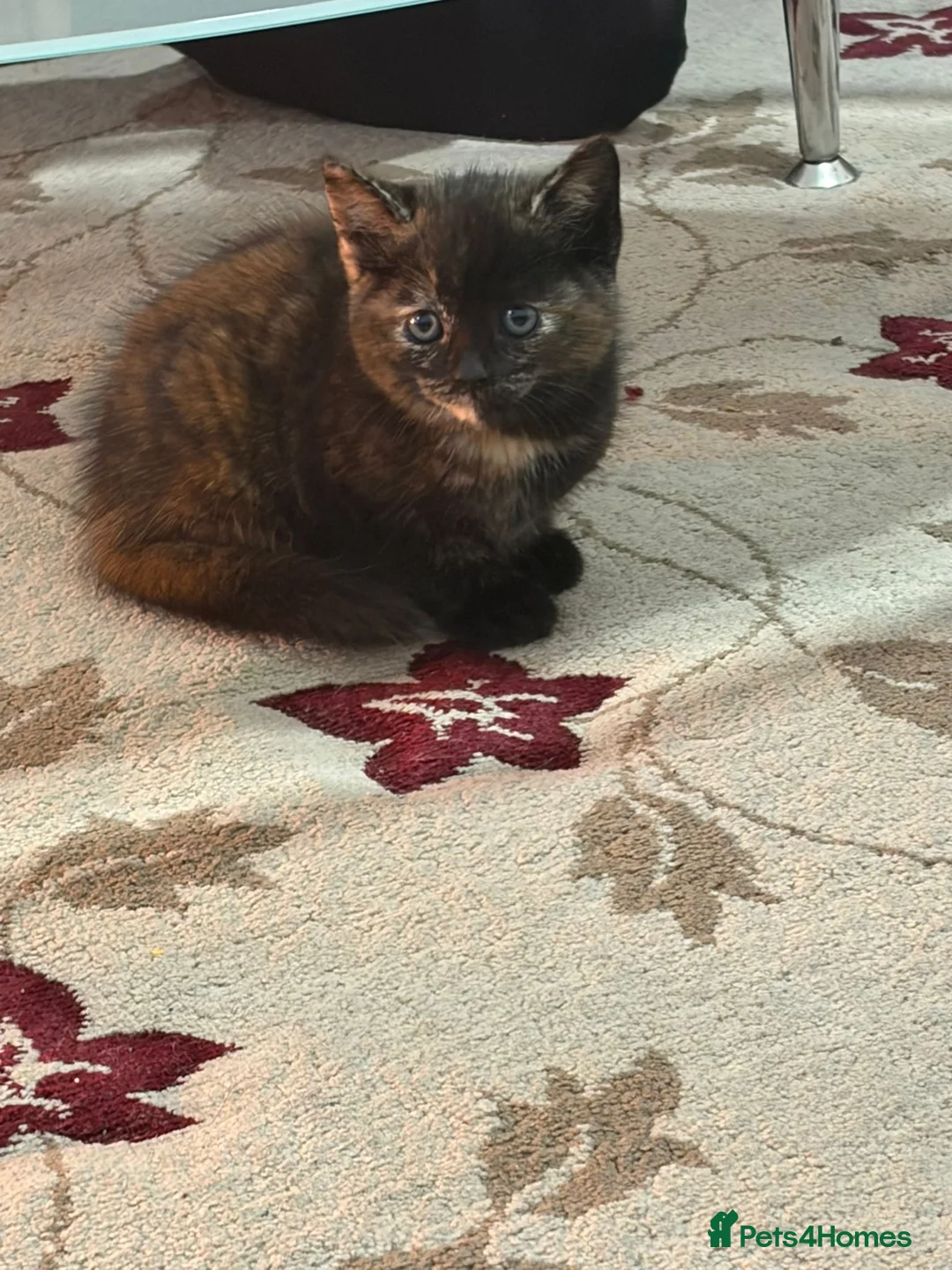 British Shorthair cats for sale: 4 kittens  - Advert 12