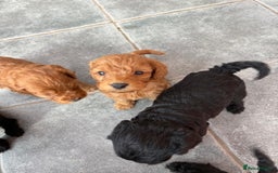 Cockapoo dogs for sale: 7 beautiful miniature cockapoos  - Image 15