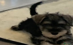 Miniature Schnauzer dogs for sale: KC Mini Schnauzer/Vaccinated Ready for walks - Image 5