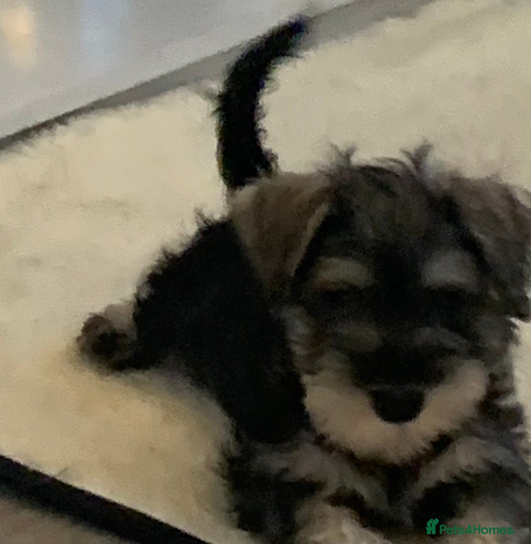 Miniature Schnauzer dogs for sale: KC Mini Schnauzer/Vaccinated Ready for walks - Image 5