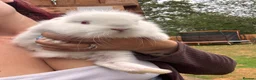 Mini Lion Lop rabbits for sale: 4 baby mini lion lops  - Advert 3