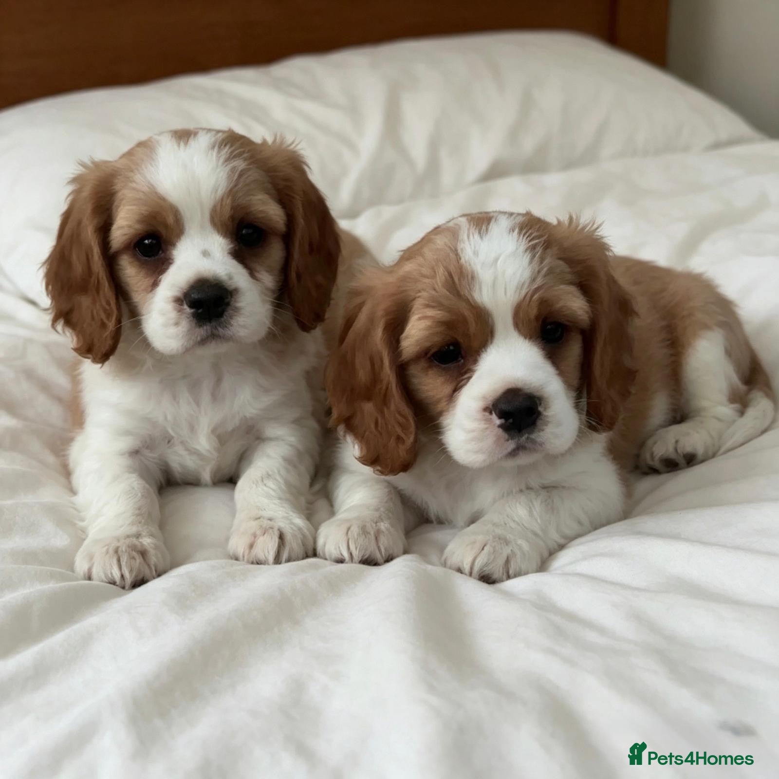Cavalier King Charles Spaniel dogs Gorgeous Cavalier King Charles Puppies! - Advert 15