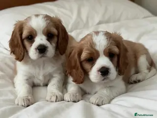 Cavalier King Charles Spaniel dogs Gorgeous Cavalier King Charles Puppies! - Advert 15