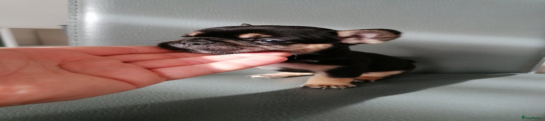 French Bulldog Puppy 5