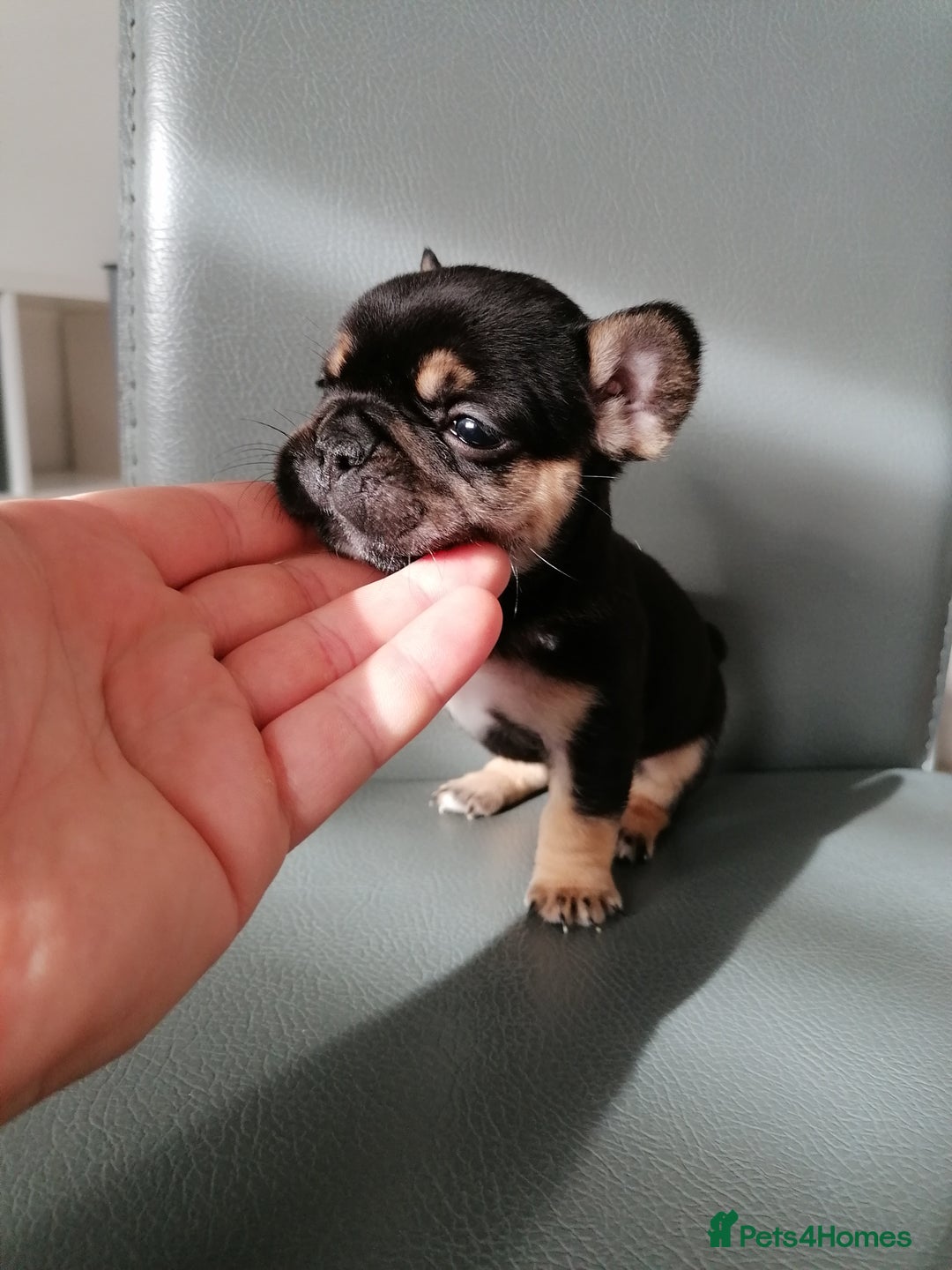 French Bulldog dogs for sale: Gorgeous French bulldog puppies Just 1 girl left!  - Advert 35