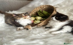 British Longhair cats for sale: Champion line PEDIGREE BLH/BSH kittens 🩵🩷💙 - Image 19