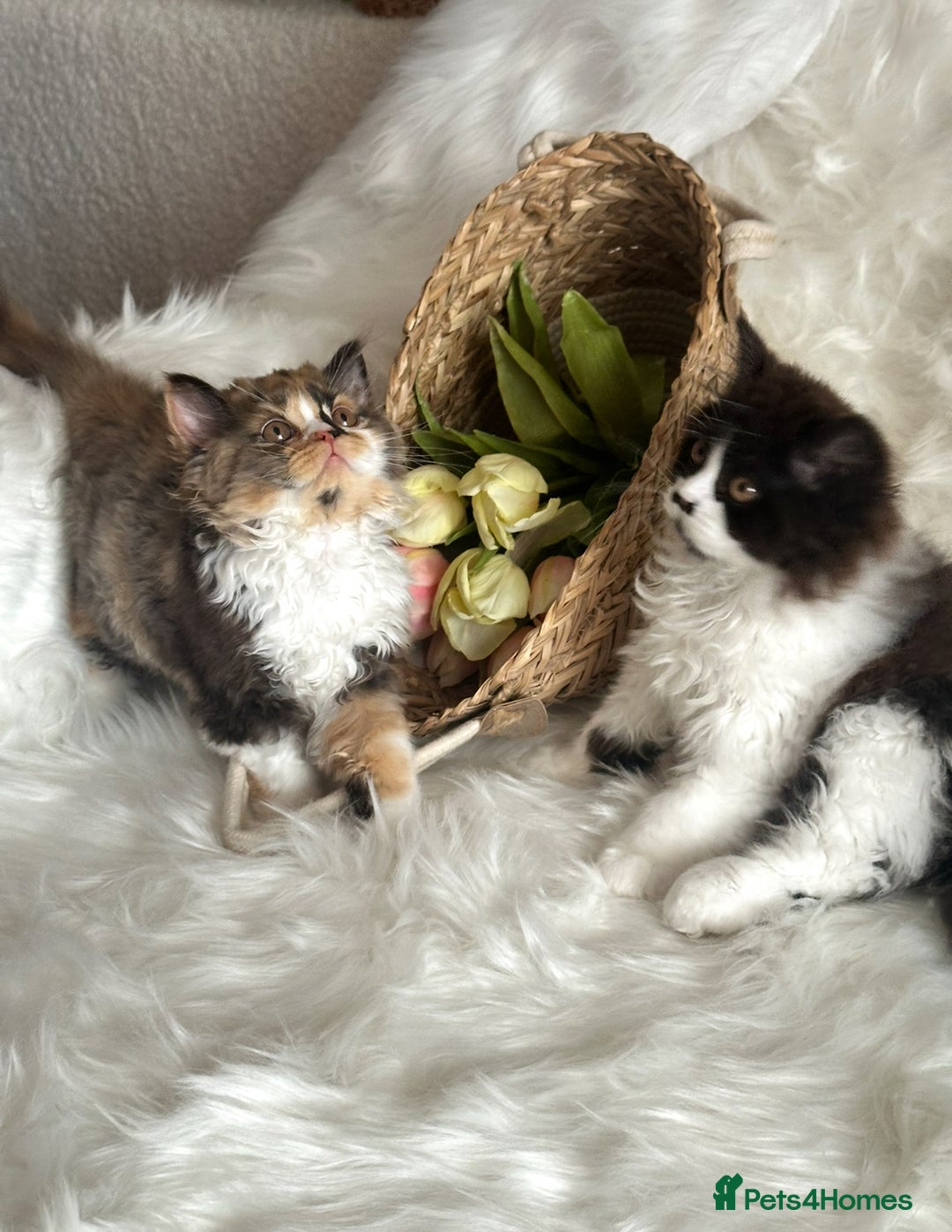 British Longhair cats for sale: Champion line PEDIGREE BLH/BSH kittens 🩵🩷💙 - Image 19